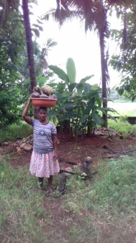Rural woman at work as a daily wage labourer in Curtorim to earn her livelihood.